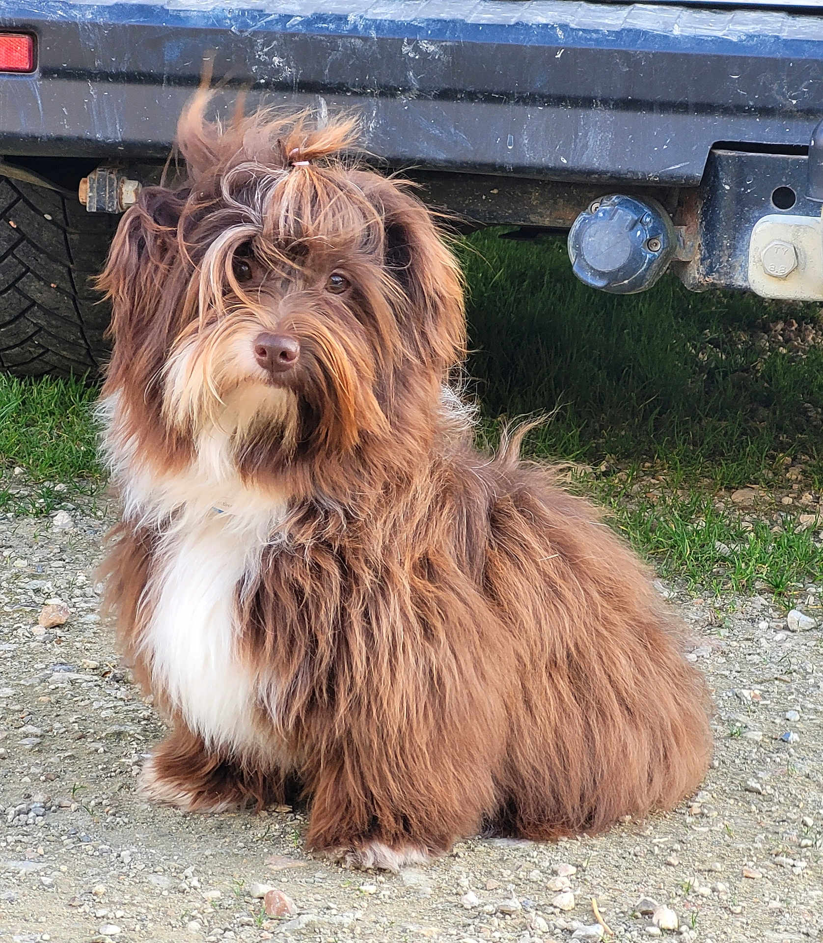 Arzhelenn a rejoint le concours — aidez-le/la à gagner de superbes lots ! adorable, animal, brown, car_bumper, companion, cute, dog, fluffy, fur, grass, gravel, nature, outdoor, pet, portrait, sitting, small_dog, tie_hair, vehicle, white_chest