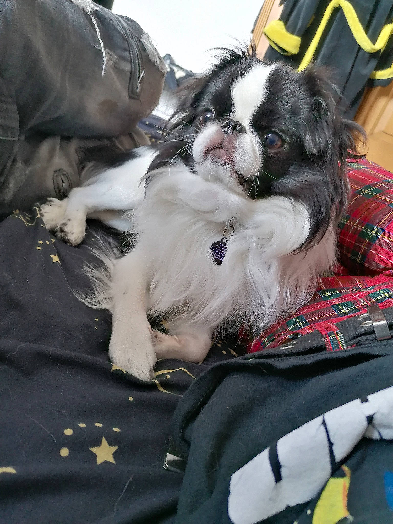 Kozo joined the competition — help win amazing prizes! canidae, carnivore, chinese_imperial_dog, companion_dog, dog, dog_breed, japanese_chin, mammal, non_sporting_group, pekingese, phalene, puppy, shih_tzu, snout, sporting_group, toy_dog