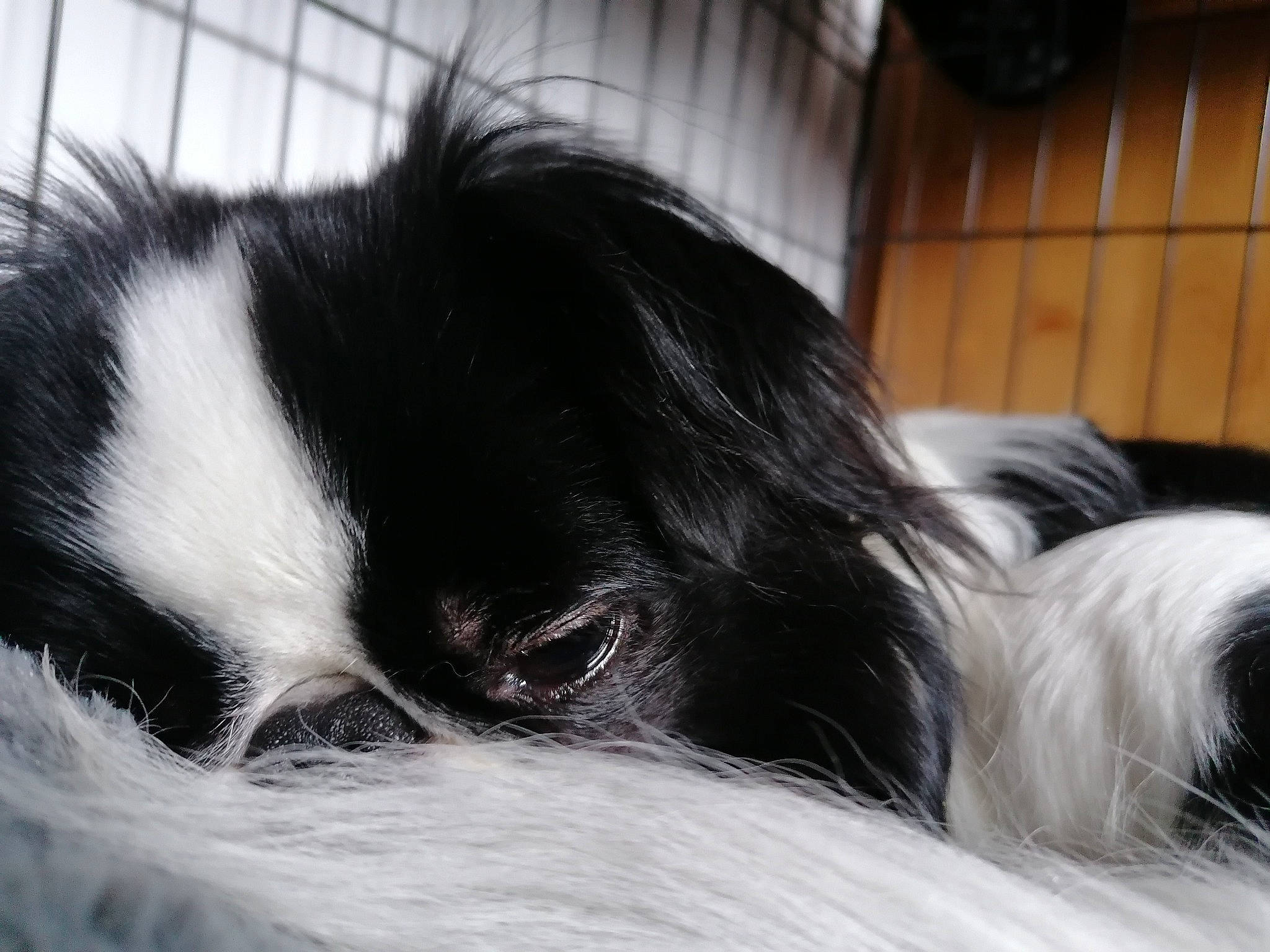 Kozo is registered to the contest to win money with this photo: black_and_white, canidae, carnivore, companion_dog, dog, dog_breed, japanese_chin, king_charles_spaniel, mammal, phalene, snout, sporting_group, toy_dog, vertebrate