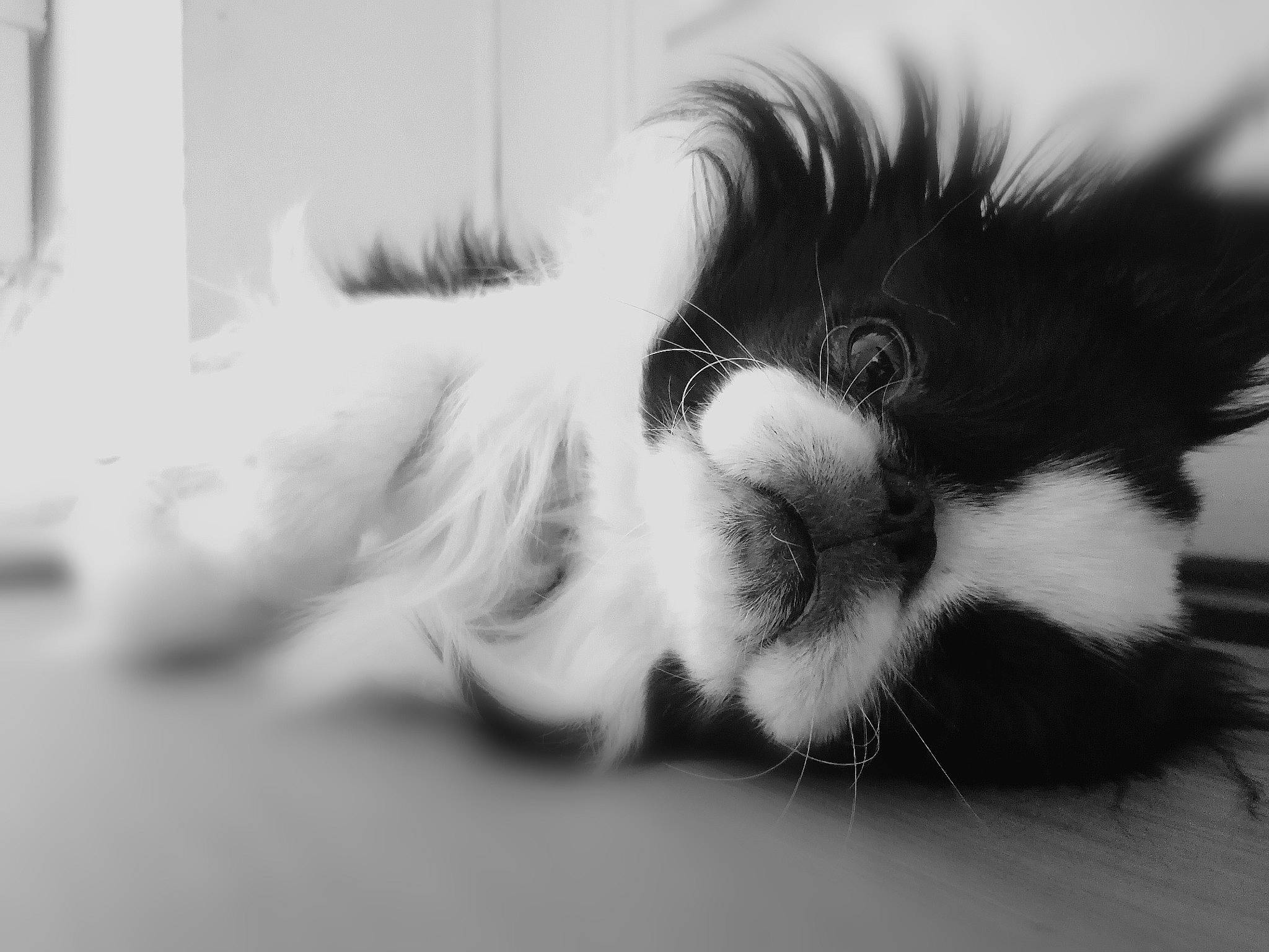 Kozo joined the competition — help win amazing prizes! black_and_white, canidae, carnivore, cat, companion_dog, dog, ear, eye, fur, japanese_chin, monochrome, monochrome_photography, nose, phalene, photography, puppy, small_to_medium_sized_cats, snout, toy_dog, whiskers