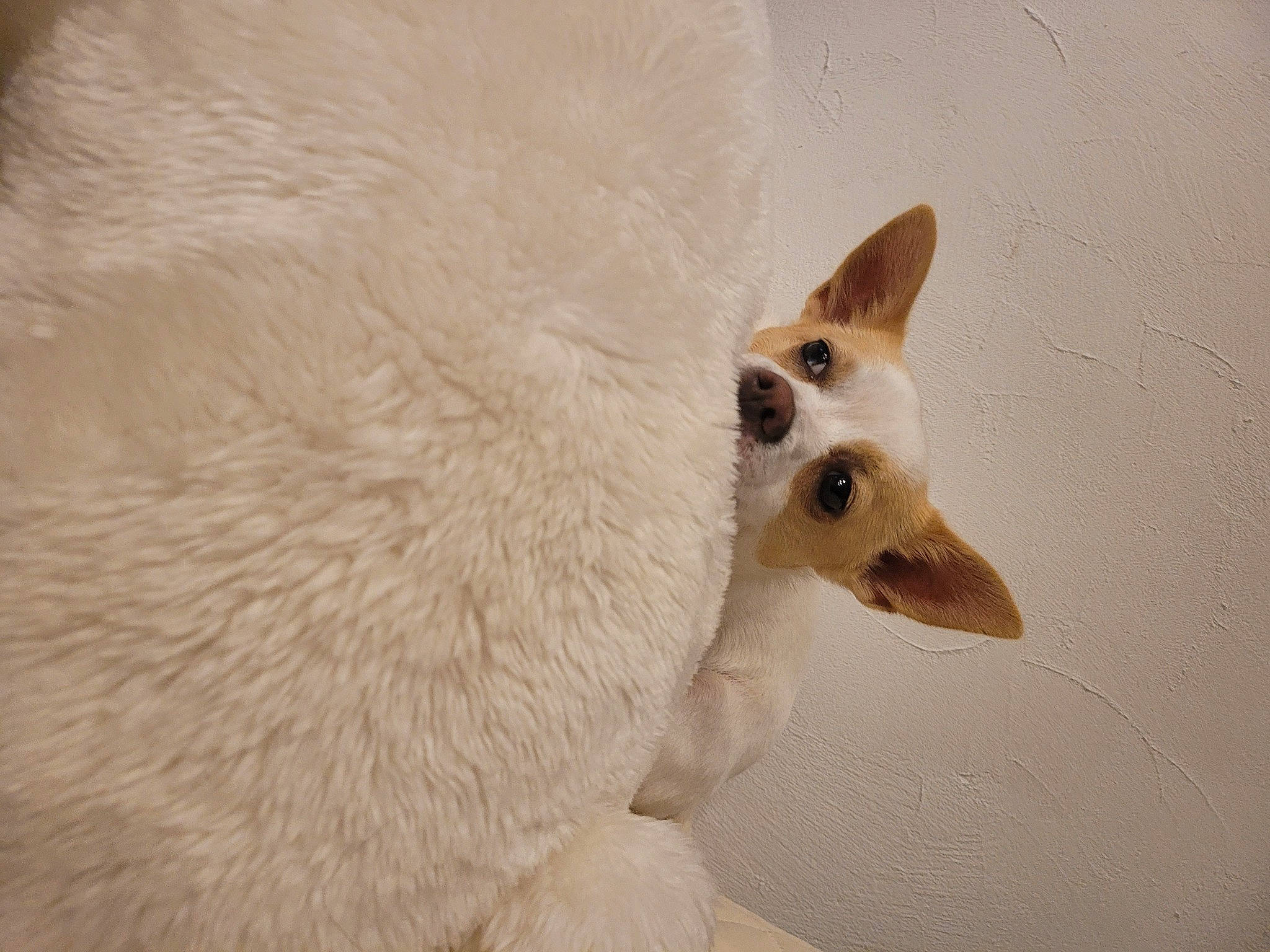 Bella participe au concours pour gagner de l'argent avec cette photo : canidae, carnivore, companion_dog, dog, dog_breed, eyelash, fawn, felidae, fur, non_sporting_group, small_to_medium_sized_cats, tail, terrestrial_animal, whiskers