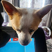 Bella participe au concours pour gagner de l'argent avec cette photo : animal, background, brown_and_white, card_game, close_up, curious, curtains, dog, ears, focus, furniture, household, indoor, light, pet, playing_cards, relaxation, screen, tablet, technology