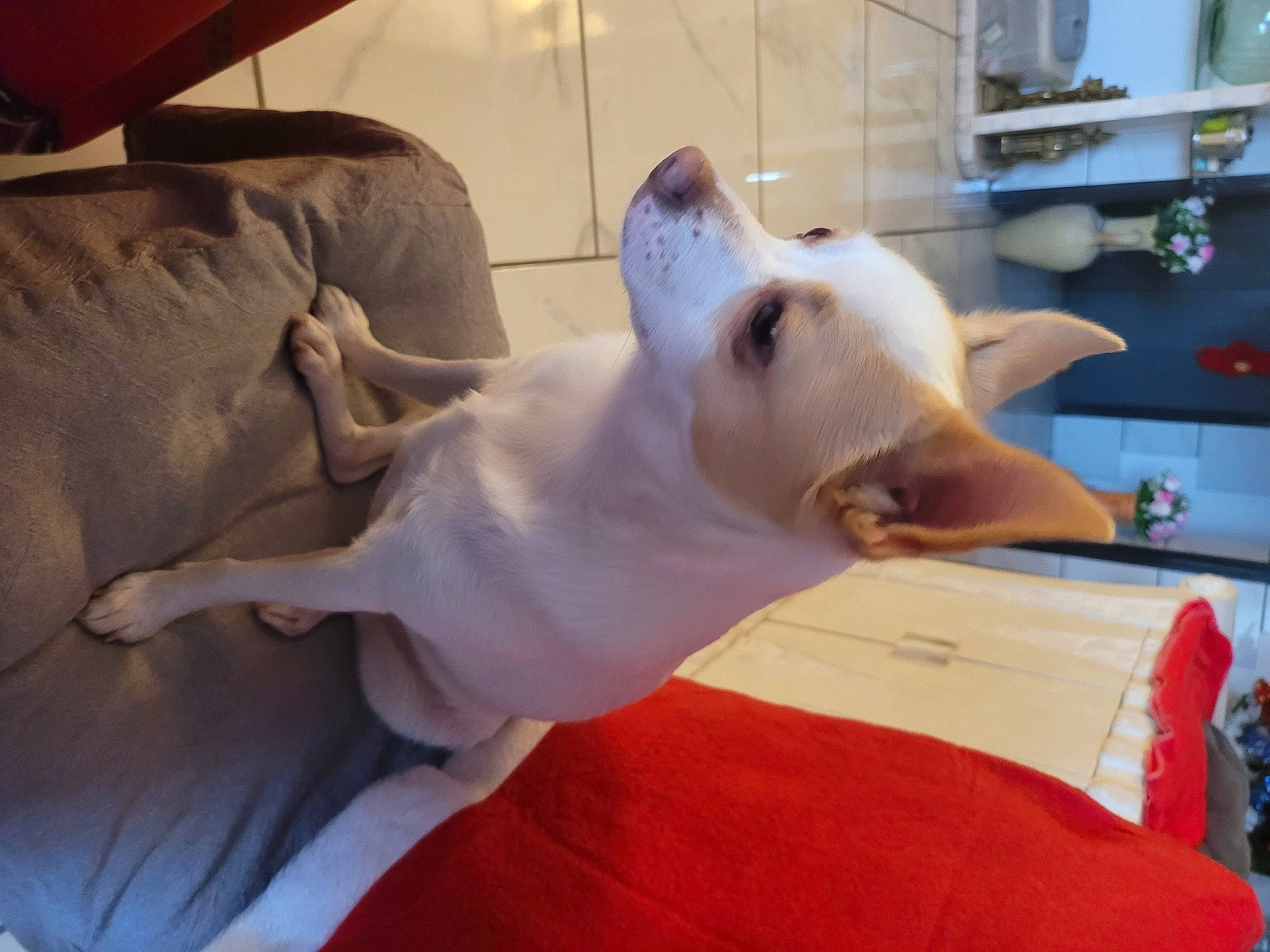 Bella a rejoint le concours — aidez-le/la à gagner de superbes lots ! canidae, carnivore, comfort, companion_dog, dog, dog_breed, fawn, felidae, flooring, houseplant, non_sporting_group, shelf, small_to_medium_sized_cats, snout, sporting_group, tail, toy_dog, whiskers, wood, working_animal