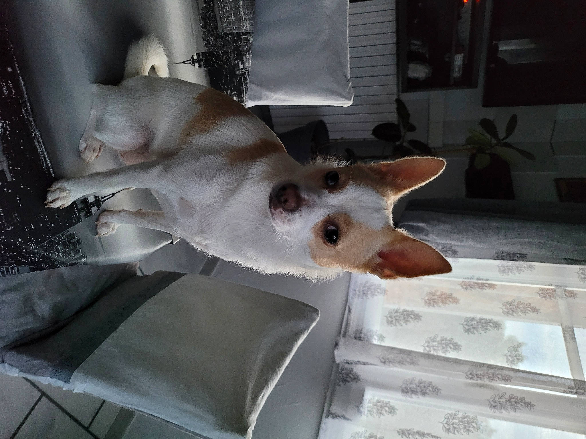 Bella a rejoint le concours — aidez-le/la à gagner de superbes lots ! canidae, carnivore, cat, comfort, companion_dog, dog_breed, domestic_short_haired_cat, fawn, felidae, fur, linens, non_sporting_group, paw, room, small_to_medium_sized_cats, snout, sporting_group, tail, whiskers