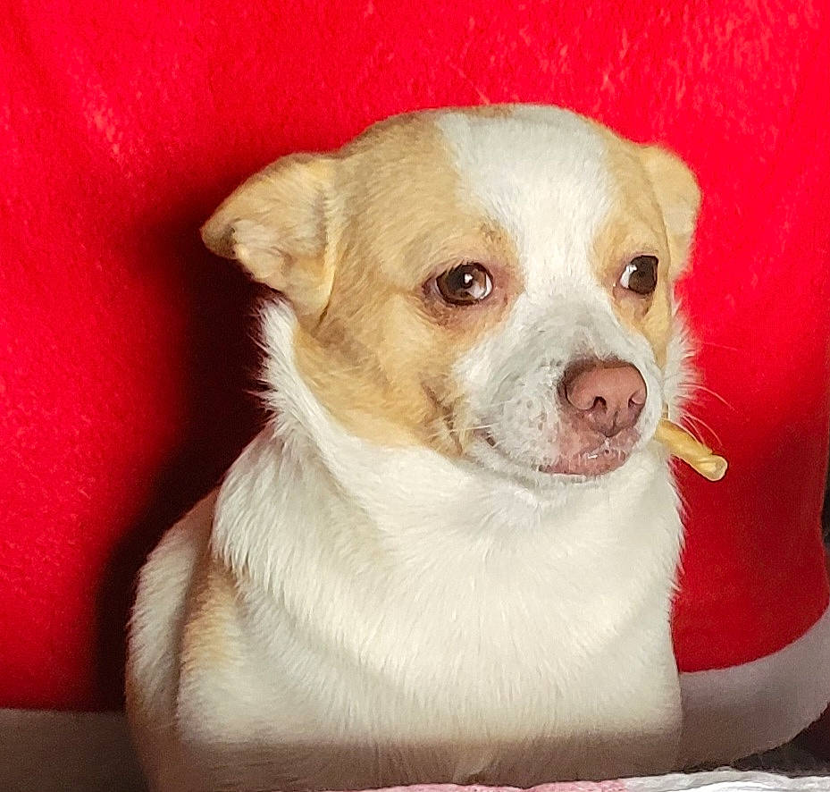 Bella a rejoint le concours — aidez-le/la à gagner de superbes lots ! bored, canidae, carnivore, companion_dog, dog, dog_breed, fawn, head, irishjacks, non_sporting_group, puppy, snout, sporting_group, toy_dog, whiskers, working_animal