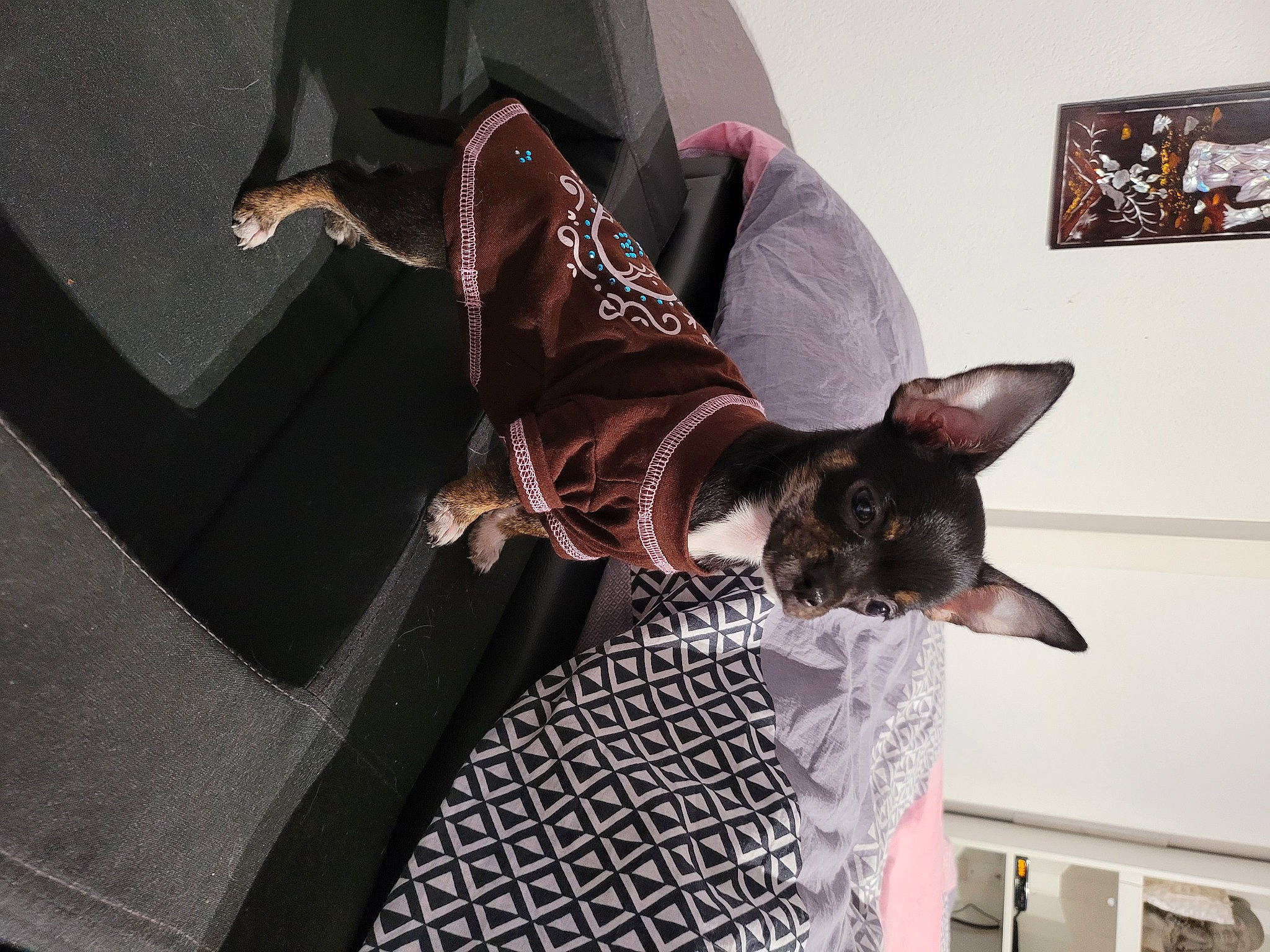 Luna a rejoint le concours — aidez-le/la à gagner de superbes lots ! black_cat, canidae, carnivore, cat, comfort, companion_dog, dog_breed, domestic_short_haired_cat, ear, fawn, felidae, fur, grey, picture_frame, room, sleeve, small_to_medium_sized_cats, snout, toy_dog, whiskers