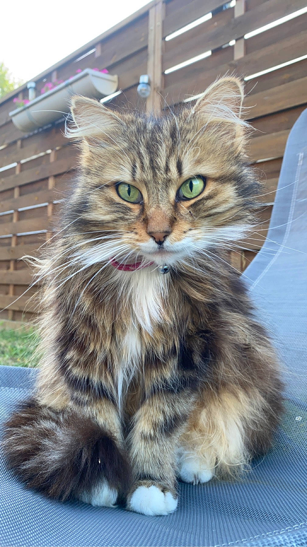 Mémère a rejoint le concours — aidez-le/la à gagner de superbes lots ! british_longhair, carnivore, cat, claw, domestic_short_haired_cat, fawn, felidae, fur, maine_coon, paw, sitting, small_to_medium_sized_cats, snout, tail, terrestrial_animal, whiskers, window