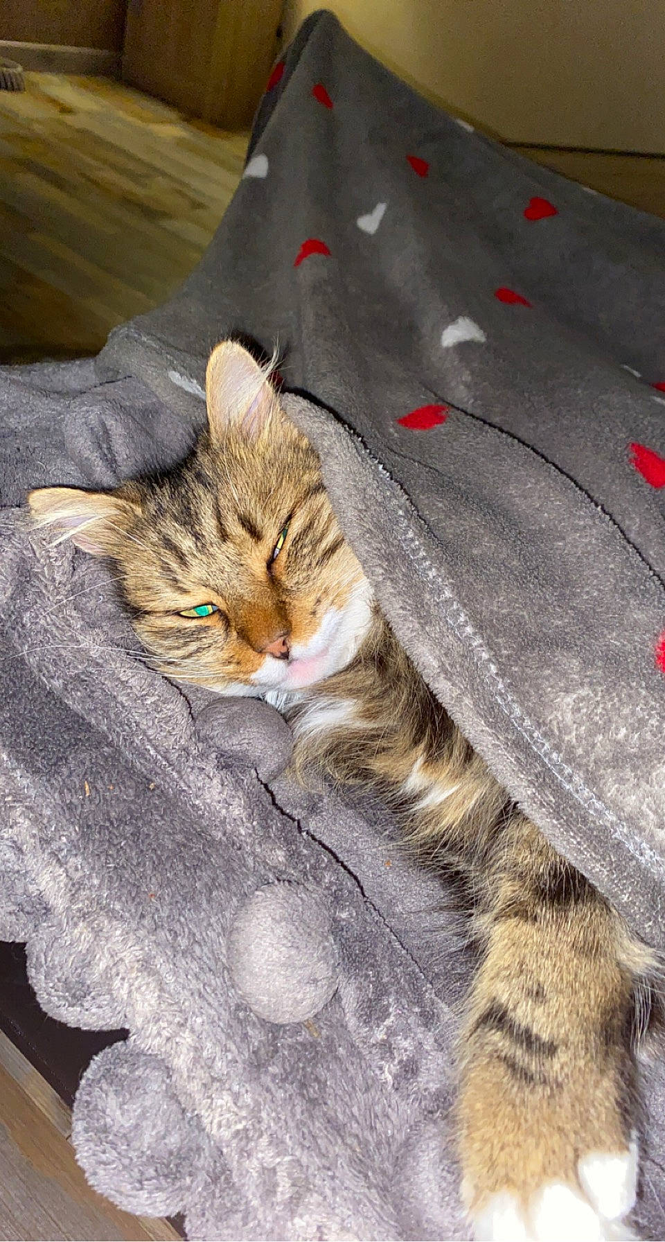 Mémère a rejoint le concours — aidez-le/la à gagner de superbes lots ! bag, carnivore, cat, claw, domestic_short_haired_cat, felidae, fur, grey, linens, paw, sleeve, small_to_medium_sized_cats, tail, terrestrial_animal, tree, whiskers, wood