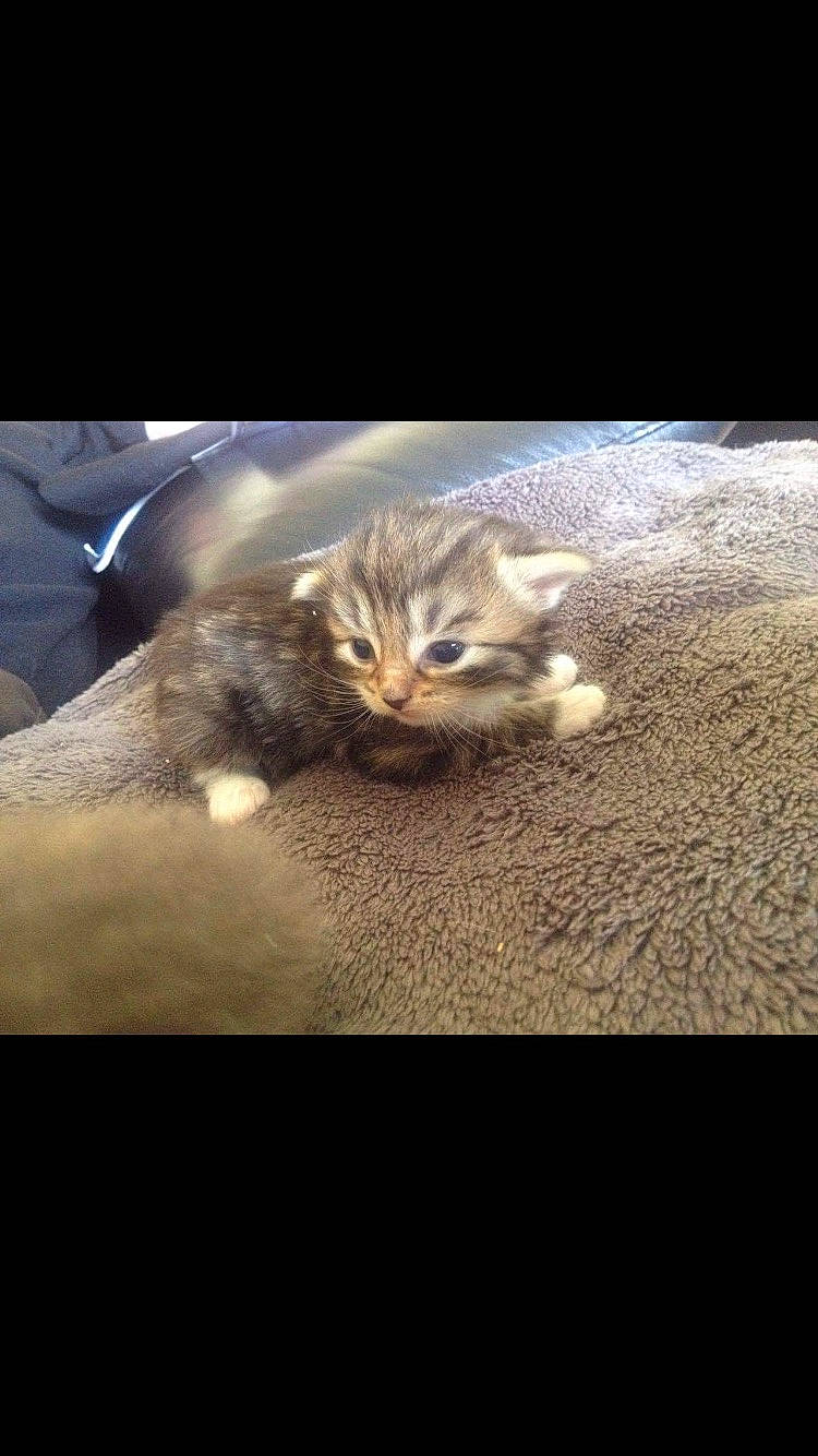 Mémère a rejoint le concours — aidez-le/la à gagner de superbes lots ! automotive_lighting, carnivore, cat, claw, comfort, darkness, domestic_short_haired_cat, felidae, fur, mammal, metal, night, paw, photo_caption, small_to_medium_sized_cats, soil, tail, terrestrial_animal, vertebrate, whiskers