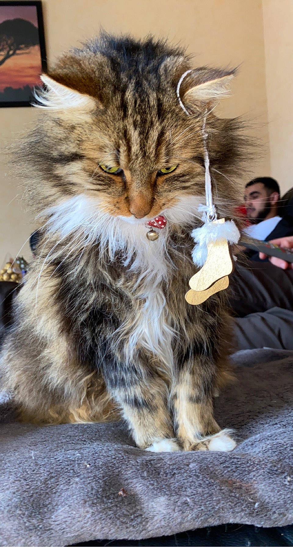 Mémère a rejoint le concours — aidez-le/la à gagner de superbes lots ! carnivore, cat, claw, domestic_short_haired_cat, event, felidae, fur, maine_coon, paw, sitting, small_to_medium_sized_cats, snout, street, tail, terrestrial_animal, whiskers