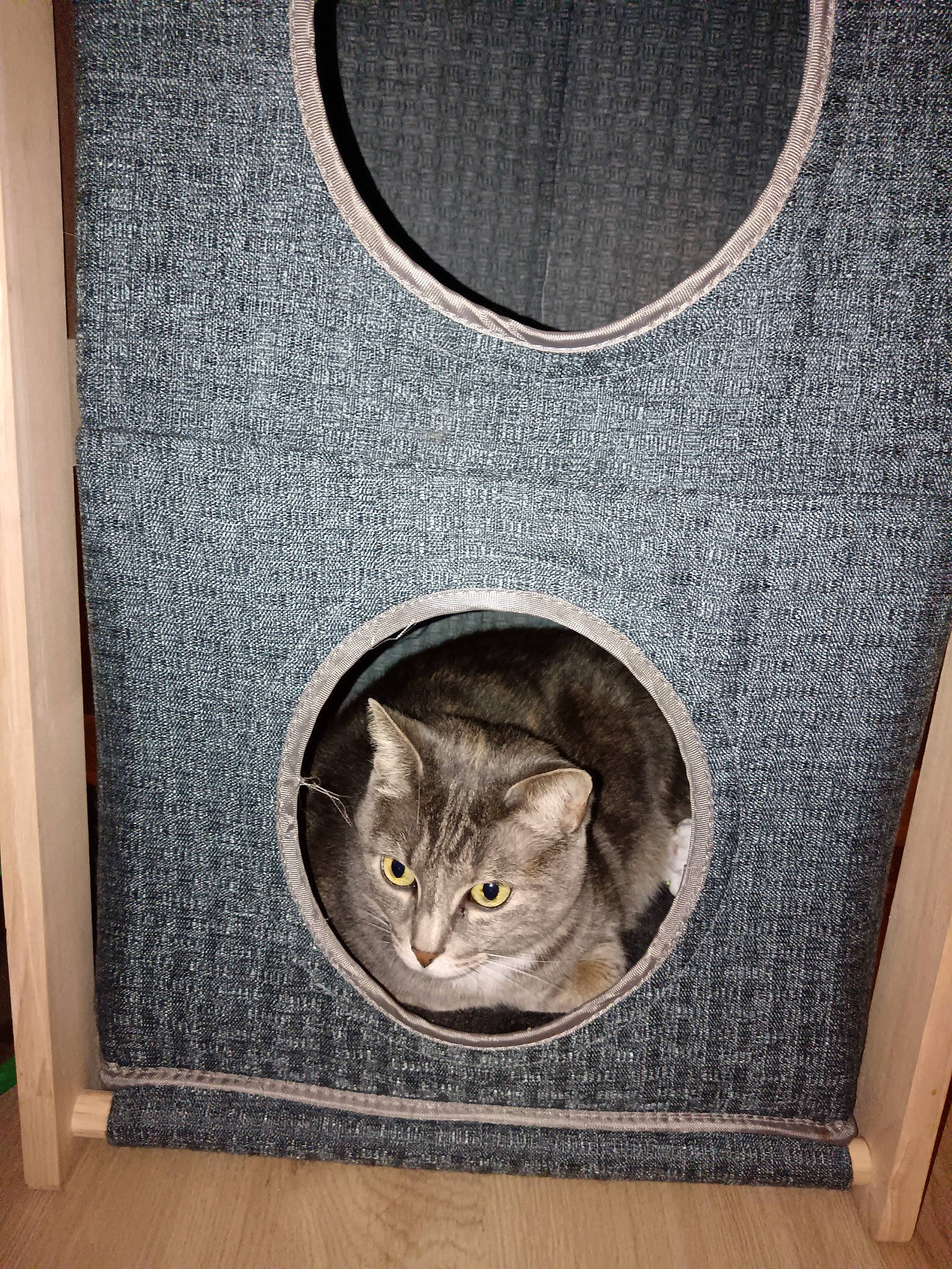 Valka a rejoint le concours — aidez-le/la à gagner de superbes lots ! art, carnivore, cat, cat_supply, circle, domestic_short_haired_cat, door, felidae, flooring, font, fur, grey, hardwood, metal, pattern, room, small_to_medium_sized_cats, tail, whiskers, wood