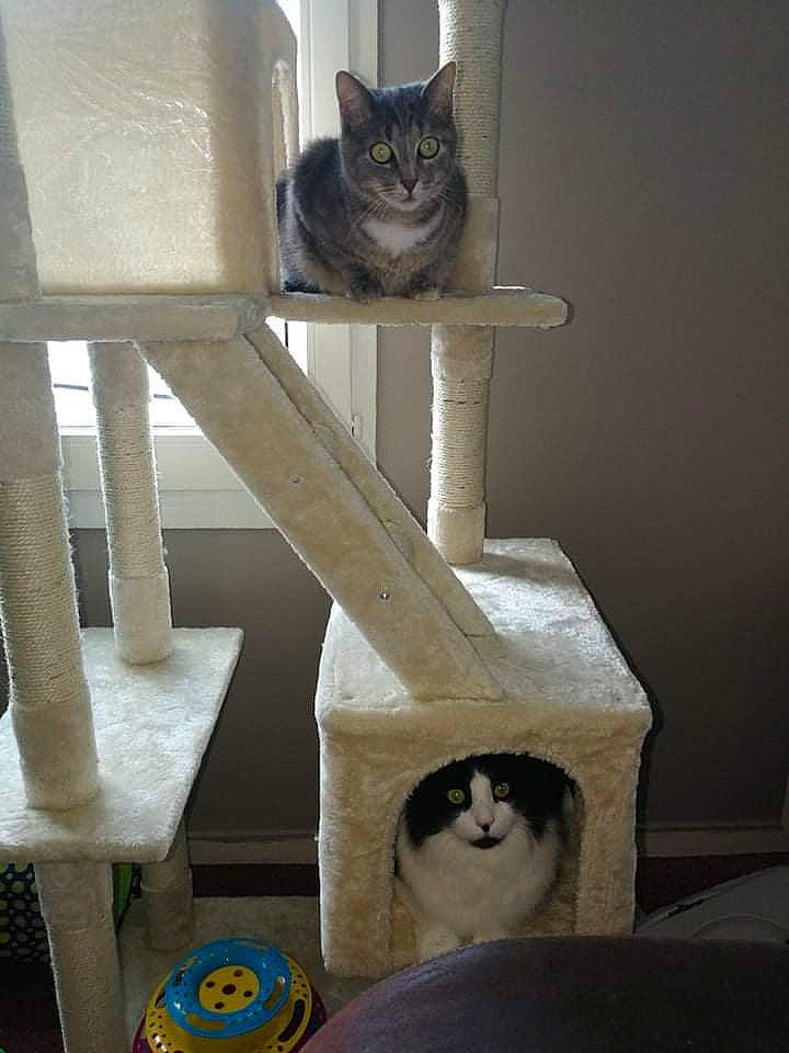 Valka participe au concours pour gagner de l'argent avec cette photo : carnivore, cat, cat_bed, cat_furniture, cat_supply, domestic_short_haired_cat, felidae, fur, grey, hardwood, pet_supply, room, small_to_medium_sized_cats, stairs, tail, whiskers, window, wood