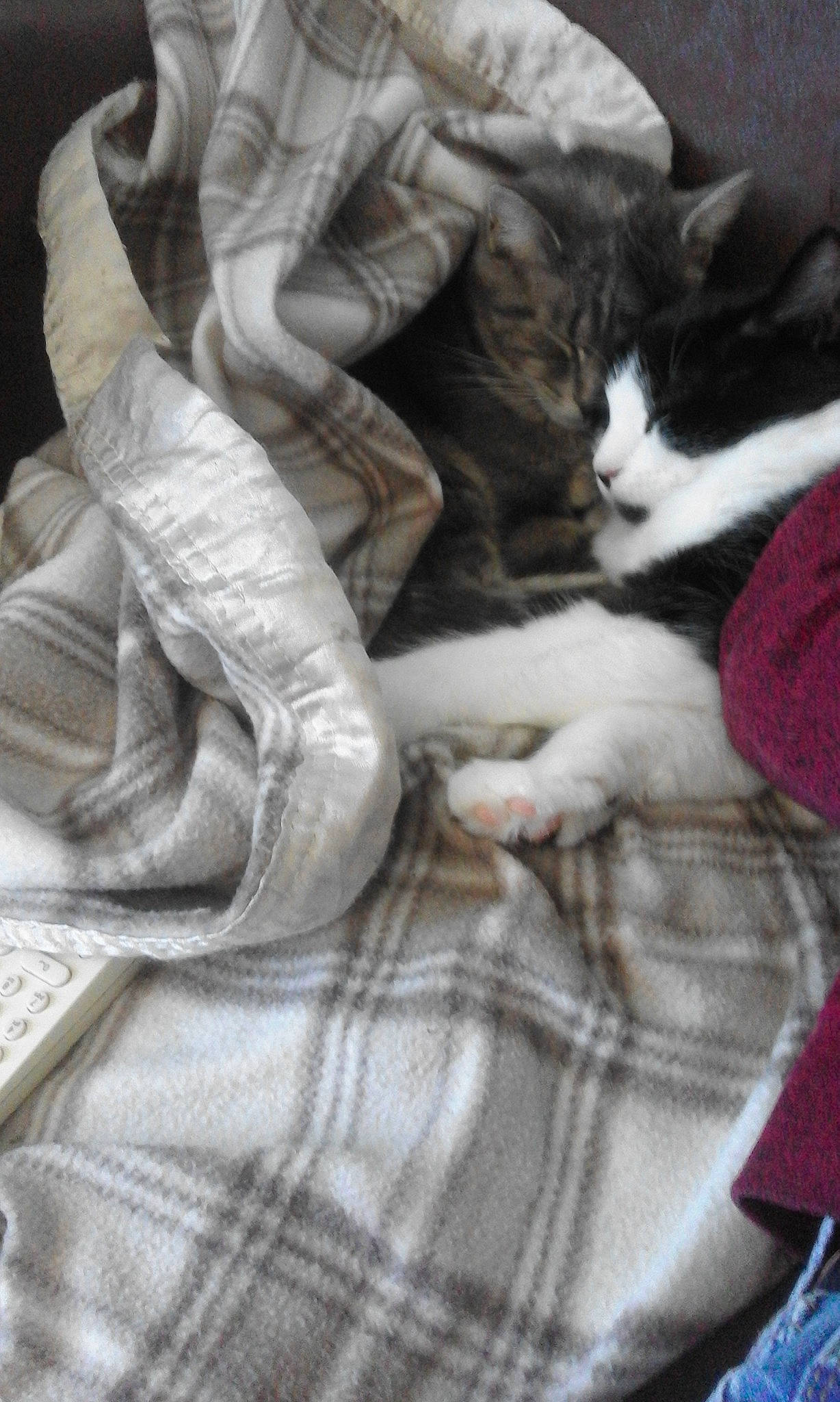 Valka a rejoint le concours — aidez-le/la à gagner de superbes lots ! bed_sheet, bedding, carnivore, cat, comfort, domestic_short_haired_cat, felidae, fur, grey, human_leg, linens, nap, pattern, plaid, sleep, small_to_medium_sized_cats, tail, tartan, textile, whiskers