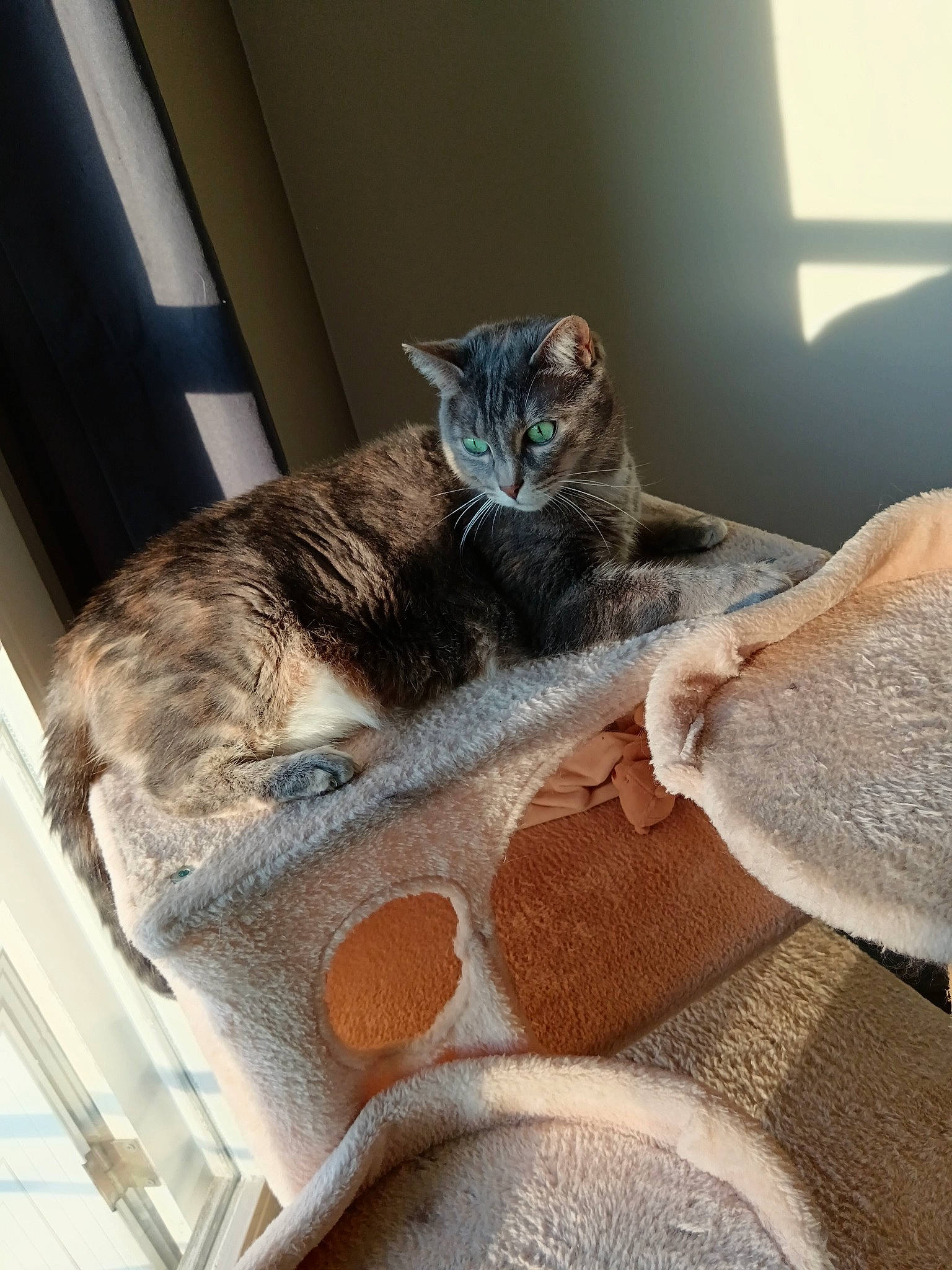 Valka participe au concours pour gagner de l'argent avec cette photo : art, carnivore, cat, cat_supply, chair, claw, comfort, couch, domestic_short_haired_cat, fawn, felidae, fur, linens, paw, small_to_medium_sized_cats, snout, tail, whiskers, window, wood