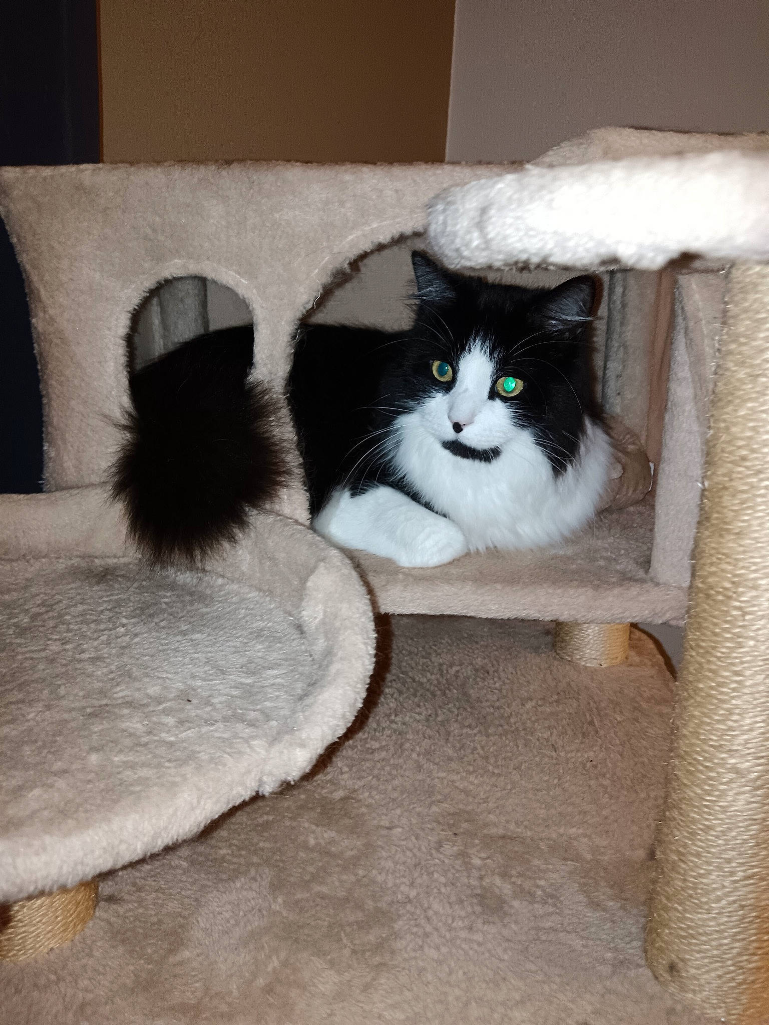 Snoopy a rejoint le concours — aidez-le/la à gagner de superbes lots ! box, cardboard, carnivore, cat, comfort, domestic_short_haired_cat, eye, felidae, flooring, fur, grey, hardwood, shipping_box, sitting, small_to_medium_sized_cats, snout, tail, whiskers, window, wood