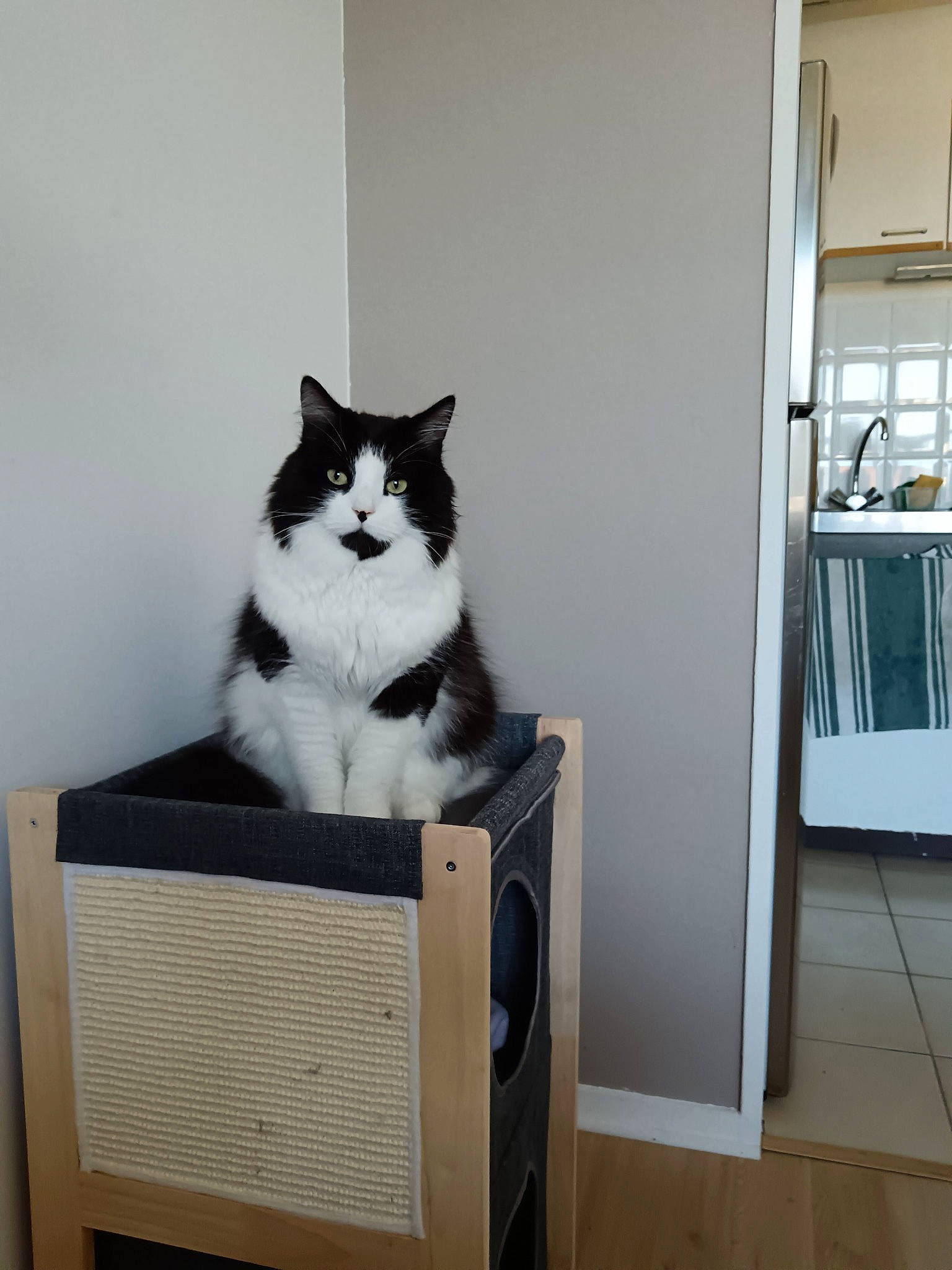 Snoopy participe au concours pour gagner de l'argent avec cette photo : box, carnivore, cat, domestic_short_haired_cat, felidae, flooring, fur, grey, hardwood, house, room, shelf, shelving, small_to_medium_sized_cats, stairs, table, tail, whiskers, window, wood