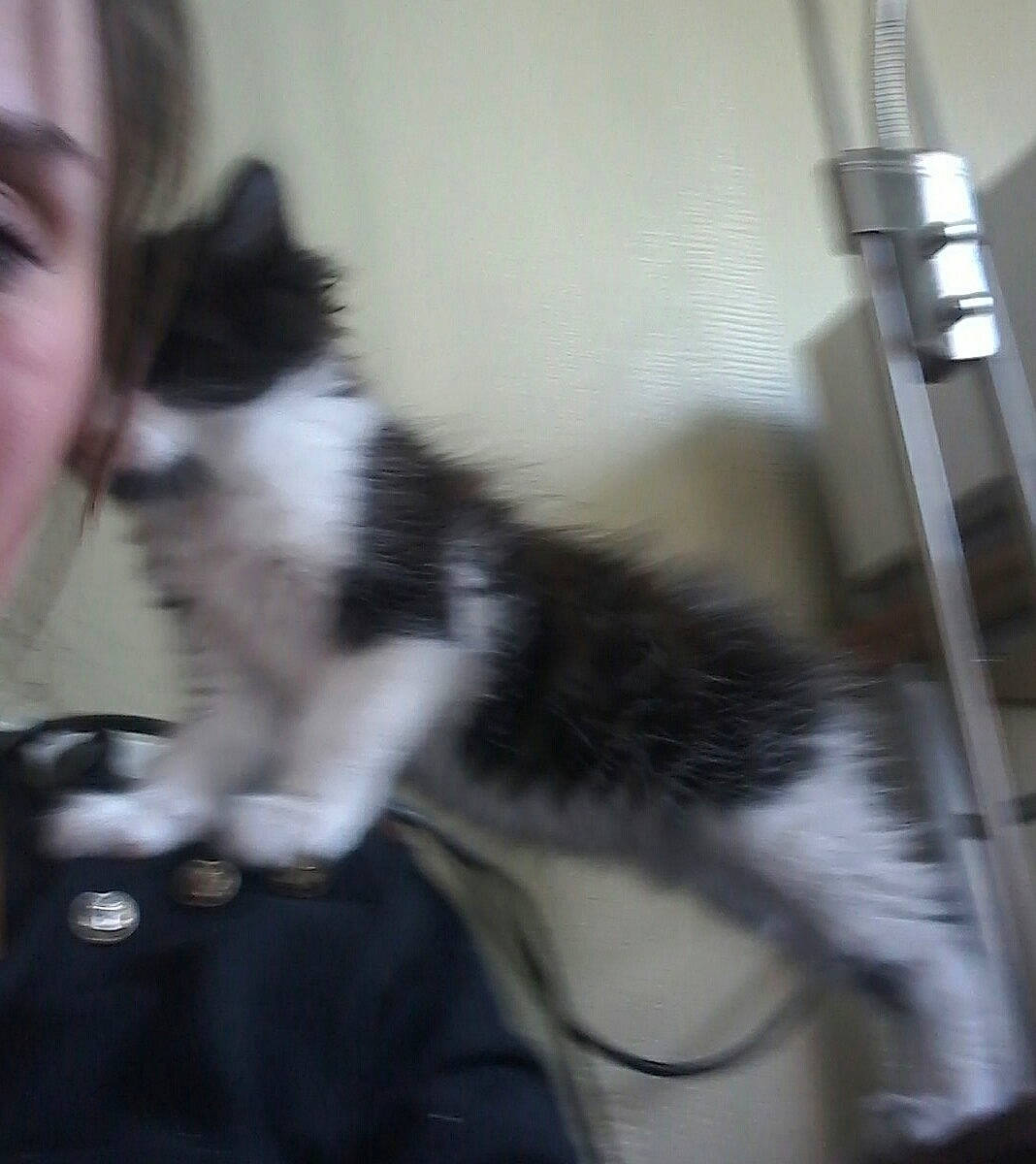 Snoopy a rejoint le concours — aidez-le/la à gagner de superbes lots ! audio_equipment, canidae, carnivore, cat, claw, companion_dog, dog_breed, domestic_short_haired_cat, felidae, fur, human_leg, metal, microphone_stand, paw, sitting, small_to_medium_sized_cats, tail, whiskers