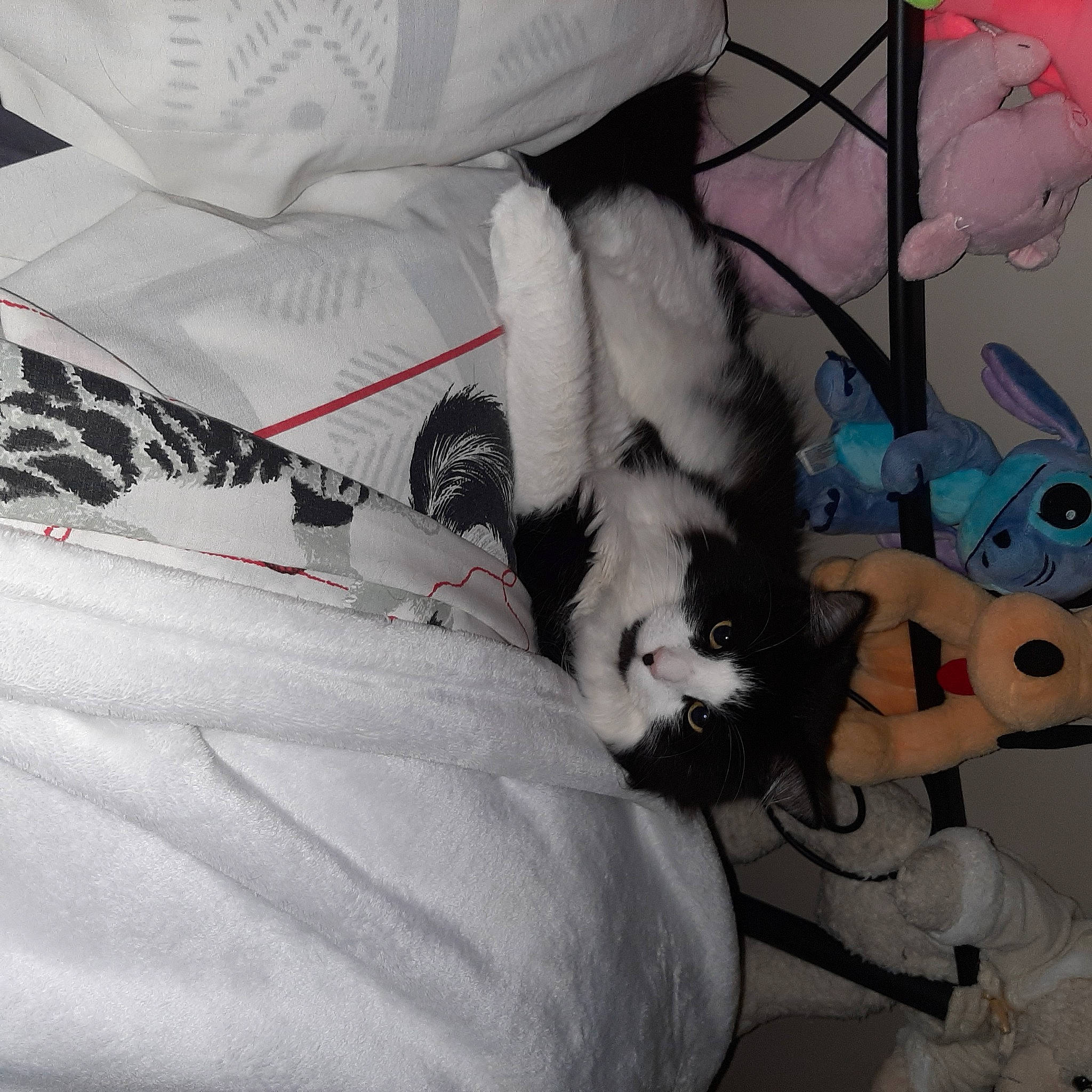 Snoopy participe au concours pour gagner de l'argent avec cette photo : carmine, carnivore, cat, comfort, companion_dog, couch, domestic_short_haired_cat, felidae, fur, grey, human_leg, lap, linens, pattern, room, small_to_medium_sized_cats, stuffed_toy, tail, toy, whiskers