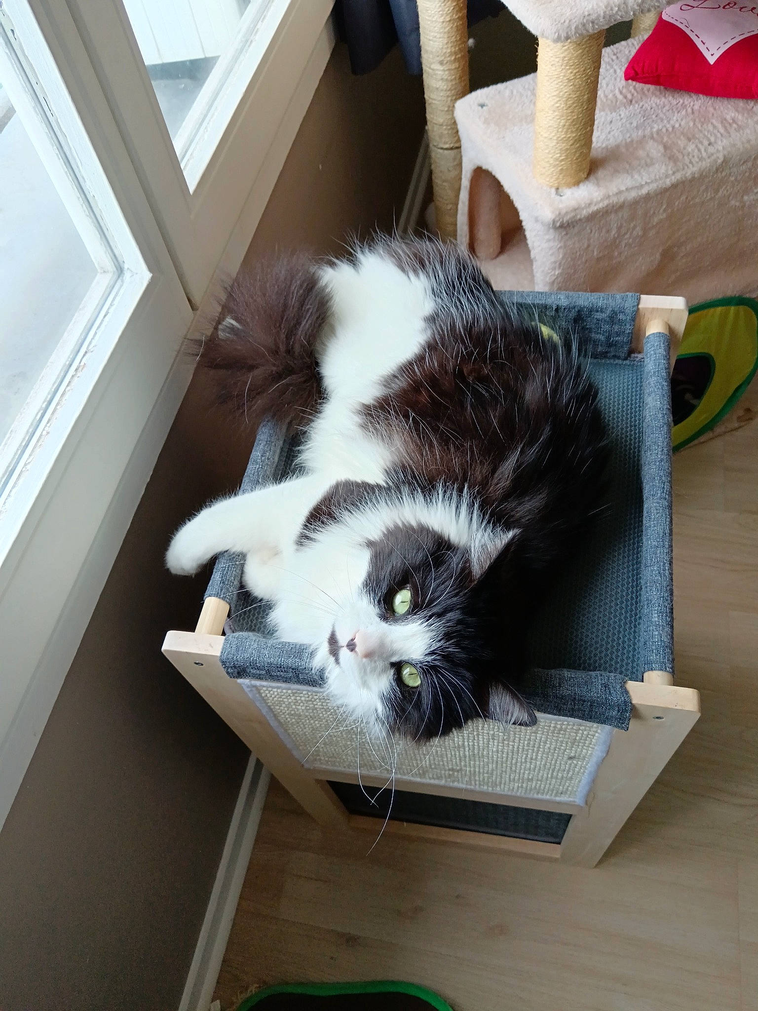 Snoopy a rejoint le concours — aidez-le/la à gagner de superbes lots ! basket, box, canidae, cardboard, carnivore, carton, cat, cat_supply, comfort, domestic_short_haired_cat, felidae, fur, hardwood, pet_supply, room, shipping_box, small_to_medium_sized_cats, tail, whiskers, wood