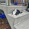 Mickeyjr is registered to the contest to win money with this photo: animal, brick_wall, casual, cat, concrete, curious, daylight, grass, ground, leaves, nature, outdoor, pet, porch, recycling_bin, resting, sidewalk, step, tabby, wooden_post