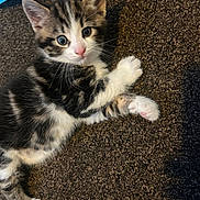 Mickeyjr is registered to the contest to win money with this photo: adorable, animal, carpet, cat, closeup, cute, ears, eyes, feline, fur, indoor, kitten, lying_down, paws, pet, playful, resting, striped, whiskers, young
