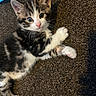 adorable, animal, carpet, cat, closeup, cute, ears, eyes, feline, fur, indoor, kitten, lying_down, paws, pet, playful, resting, striped, whiskers, young