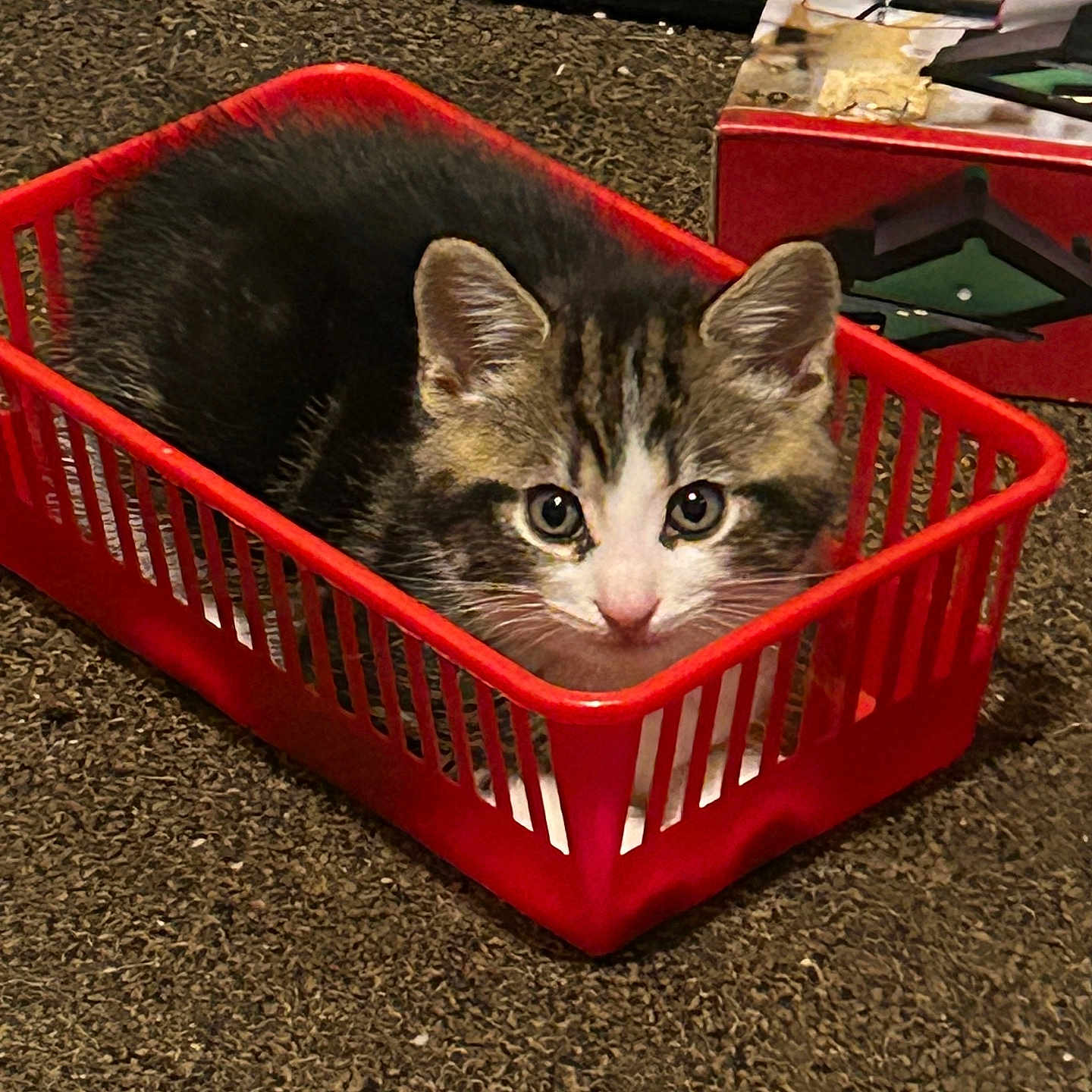 Mickeyjr joined the competition — help win amazing prizes! animal, basket, box, carpet, cat, container, curious, cute, ears, eyes, feline, fur, indoor, kitten, looking_up, pet, red_basket, small, toy, whiskers