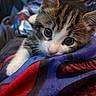Mickeyjr is registered to the contest to win money with this photo: animal, blanket, cat, close_up, colorful, cozy, cute, domestic_animal, eyes, feline, fur, indoor, kitten, mammal, pet, portrait, resting, soft, whiskers, young