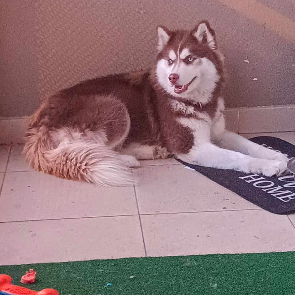 Laïka participe au concours pour gagner de l'argent avec cette photo : animal, canine, cat, dog, eskimodog, face, furniture, green, head, husky, indoors, interiordesign, kitten, mat, pet, plant, pottedplant, puppy, table, toy