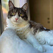 Pocket joined the competition — help win amazing prizes! animal, blanket, cat, cozy, cute, feline, fluffy, gray_fur, indoor, pet, pink_nose, portrait, relaxed, resting, soft, sunlight, whiskers, white_fur, window, yellow_eyes