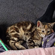 Coco is registered to the contest to win money with this photo: abyssinian, animal, bed, bedroom, blanket, cat, couch, cushion, drawer, furniture, homedecor, indoors, kitten, manx, person, pet, purple, room, sleeping, wood