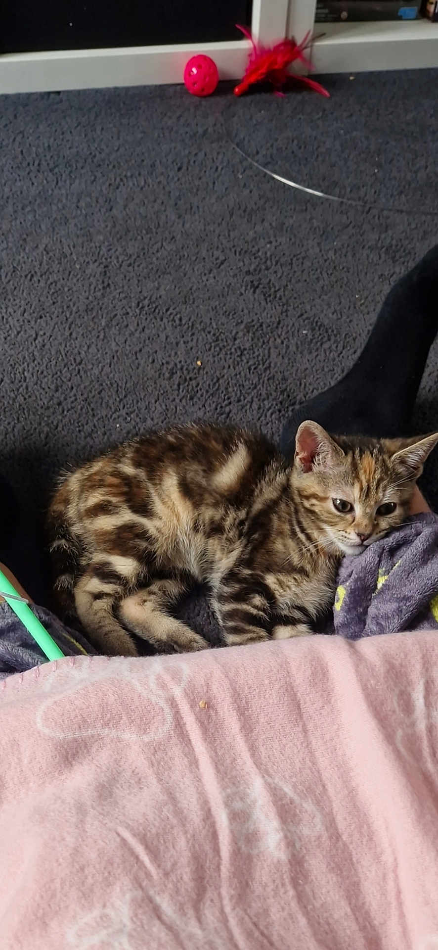 Coco