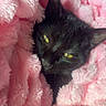 Le Chat participe au concours pour gagner de l'argent avec cette photo : cat, black_cat, pet, animal, feline, yellow_eyes, cozy, blanket, pink_blanket, soft_texture, resting, cute, indoor, fur, closeup, relaxed, sleepy, snuggled, warm, comfort