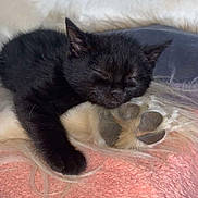 Le Chat a rejoint le concours — aidez-le/la à gagner de superbes lots ! kitten, black_cat, dog, paw, sleeping, resting, cozy, blanket, pink, fur, cute, animal, pet, indoors, closeup, friendship, contrast, soft, relaxation, companion