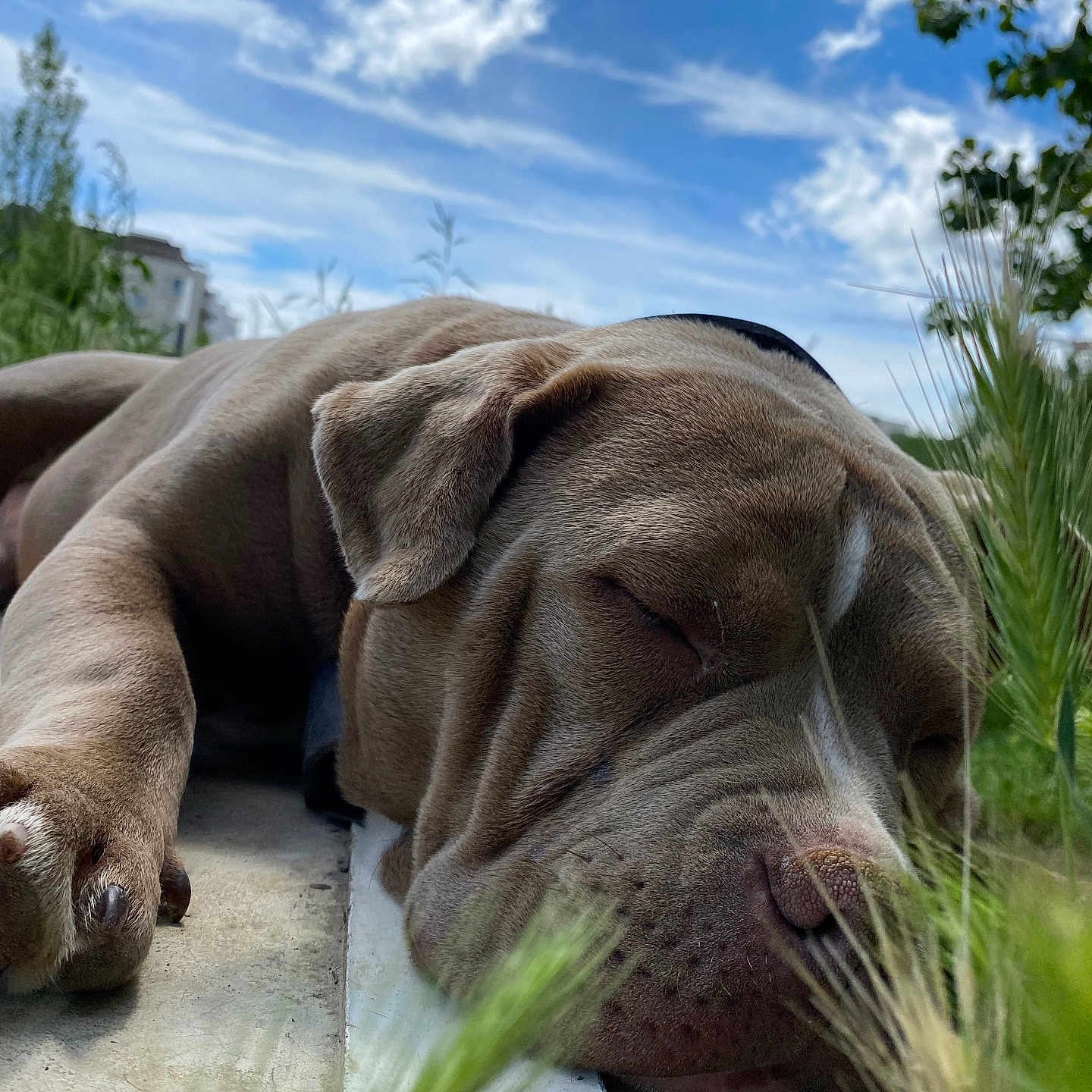 Louis V a rejoint le concours — aidez-le/la à gagner de superbes lots ! animal, bulldog, canine, cloud, dog, grass, hound, nature, outdoors, person, pet, pitbull, plant, pointer, puppy, sky, sleeping, snout, tree, vegetation