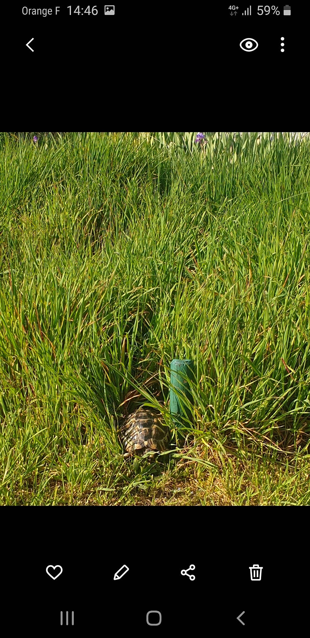 Fifille a rejoint le concours — aidez-le/la à gagner de superbes lots ! adaptation, chrysopogon_zizanioides, flower, grass, grass_family, lawn, organism, plant, plant_community, sedge_family, soil, terrestrial_plant