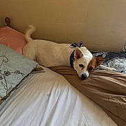 Pearl is registered to the contest to win money with this photo: dog, bed, pillow, blanket, indoor, pet, resting, white, brown, bandana, tail, fur, cozy, comfort, relaxed, canine, animal, sleepy, furniture, room