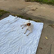 Pearl joined the competition — help win amazing prizes! animal, blanket, brown_patch, calm, canine, concrete, daytime, dog, grass, grass_edge, lying_down, nature, outdoor, pavement, pet, quiet, relaxed, resting, side_view, white_blanket