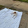 dog, white_blanket, concrete, grass, outdoor, animal, pet, relaxed, lying_down, brown_patch, side_view, daytime, nature, quiet, calm, canine, resting, blanket, pavement, grass_edge