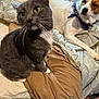 Pearl joined the competition — help win amazing prizes! cat, dog, bed, blanket, indoor, pet, animal, feline, canine, fur, whiskers, yellow_eyes, bandana, resting, cozy, domestic, comfort, friendship, companion, relaxation