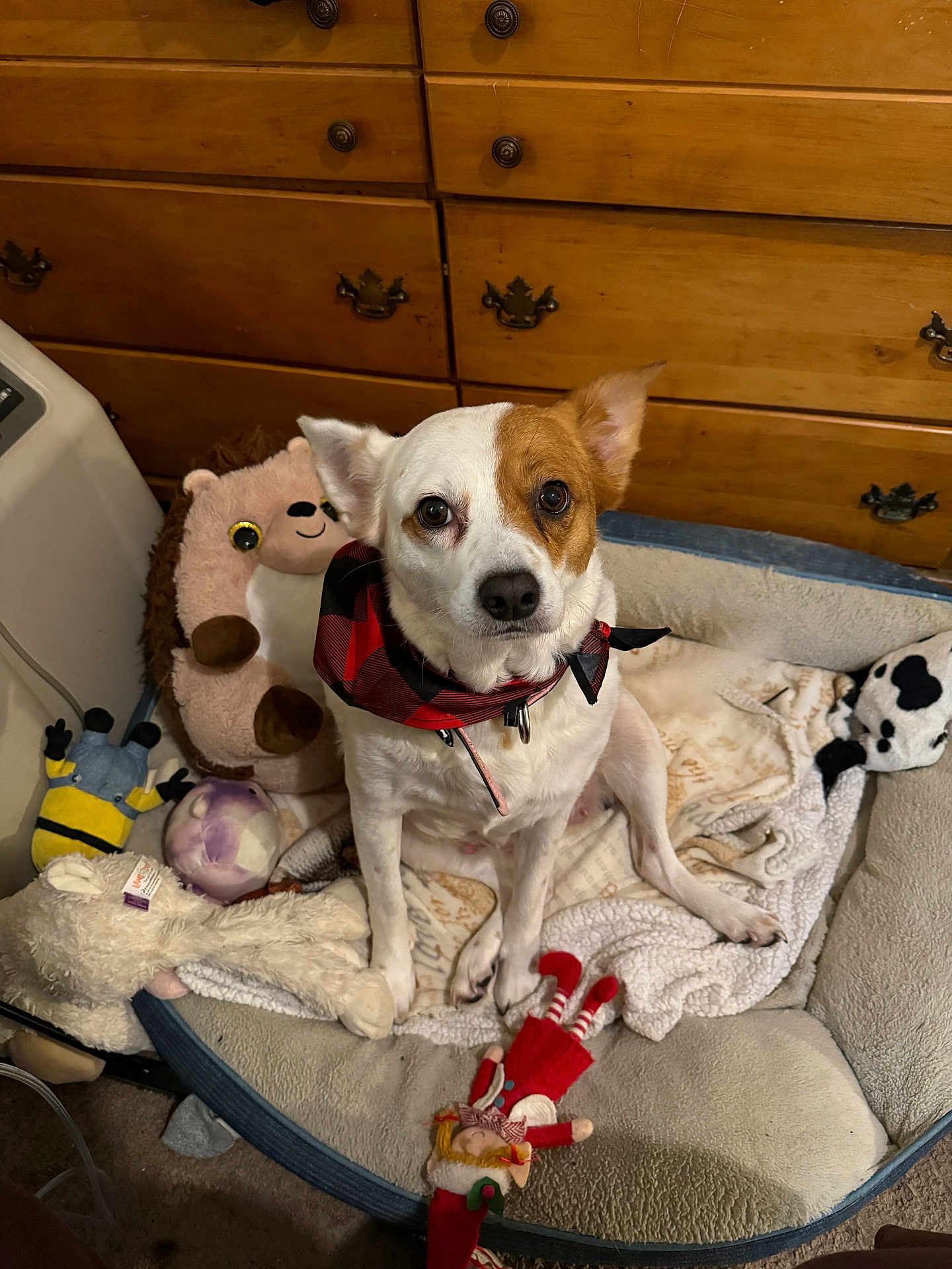 Pearl joined the competition — help win amazing prizes! dog, bandana, plush_toy, dog_bed, blanket, carpet, wooden_drawer, indoor, pet, animal, toy, hedgehog_plush, minion_plush, elf_doll, white_dog, brown_patch, sitting, looking, cozy, cute