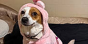 Pearl is registered to the contest to win money with this photo: dog, pet, costume, pink, crown, hoodie, indoor, bed, blanket, white, brown, fur, sitting, cute, animal, canine, collar, ears, portrait, friendly