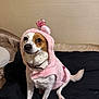 dog, pet, costume, pink, crown, hoodie, indoor, bed, blanket, white, brown, fur, sitting, cute, animal, canine, collar, ears, portrait, friendly
