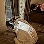 Pearl joined the competition — help win amazing prizes! dog, bed, curtains, window, bandana, indoor, sleeping, resting, brown, white, pet, furniture, sunlight, cozy, relaxing, home, curled_up, looking_out, quiet, domestic