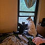 dog, cat, bed, blanket, window, curtain, indoor, pet, animal, furniture, sleeping_area, companion, curious, domestic, cozy, resting, looking_out, light, room, curtains
