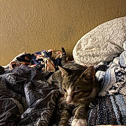 Micheal is registered to the contest to win money with this photo: cat, tabby_cat, bed, blanket, quilt, paws, stretching, indoor, feline, furniture, textured_wall, sleepy, resting, multicolored, fabric, cozy, domestic_animal, pet, living_space, blurred