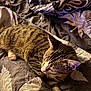cat, tabby_cat, animal, pet, feline, striped, fur, whiskers, bed, blanket, quilt, indoor, resting, relaxing, cozy, sleepy, soft_light, comfort, closeup, domestic