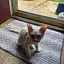 Gabriel joined the competition — help win amazing prizes! kitten, white_cat, pet, indoor, mat, door, glass_door, car, outdoor, grass, floor, tile, curious, animal, young, small, domestic_cat, pink_ears, texture, natural_light