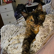 Lucy joined the competition — help win amazing prizes! cat, tortoiseshell, pet, feline, paw, blanket, fluffy, indoor, cozy, relaxed, fur, animal, cute, looking, resting, home, comfort, closeup, whiskers, eyes