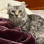Tsunade joined the competition — help win amazing prizes! animal, bed, blanket, cat, cozy, curious, cute, domestic_cat, ears, fur, furry, gray_cat, household, indoor, looking, pet, resting, soft_texture, tabby, whiskers